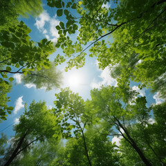 Fototapeta premium Green tree tops in summer forest