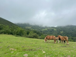 Fototapeta na wymiar Wild horses grazing on a meadow with cloudy mountains in the background