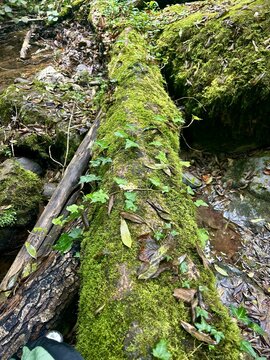 moss covered forest log