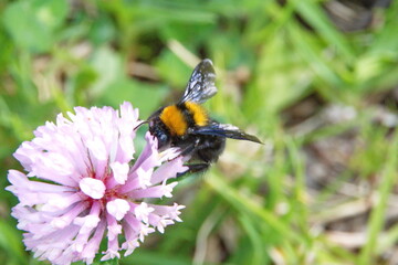 Bumble bee on a pink clover flower in Cotacachi, Ecuador