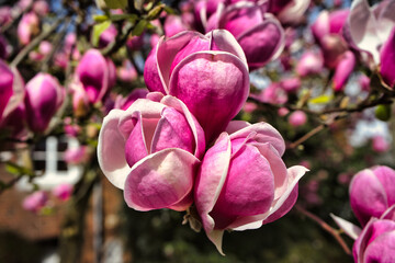 3 tulip magnolia flowers in closeup