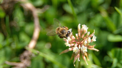 Honey bee on a white clover flower in Cotacachi, Ecuador