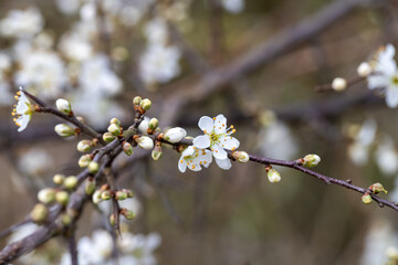 branch of a blossoming tree