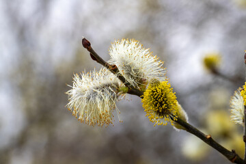 Willow catkins on a shrub in March 2024 © Anja