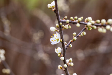 spring blossom in spring