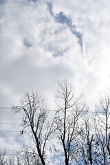 Fototapeta na wymiar Clouds Over Bare Trees