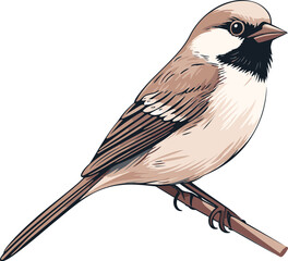 Regal Sparrow Vector Artwork