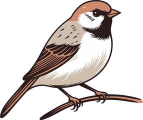 Splendid Sparrow Vector Image
