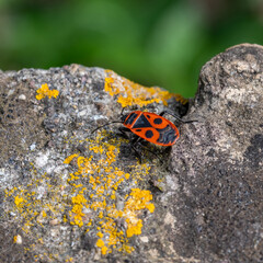 Un insecte gendarme sur une roche avec de la mousse - obrazy, fototapety, plakaty