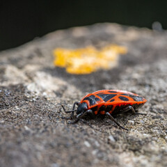 Un insecte gendarme sur une roche avec de la mousse