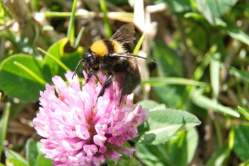Bumble bee on a pink clover flower in Cotacachi, Ecuador