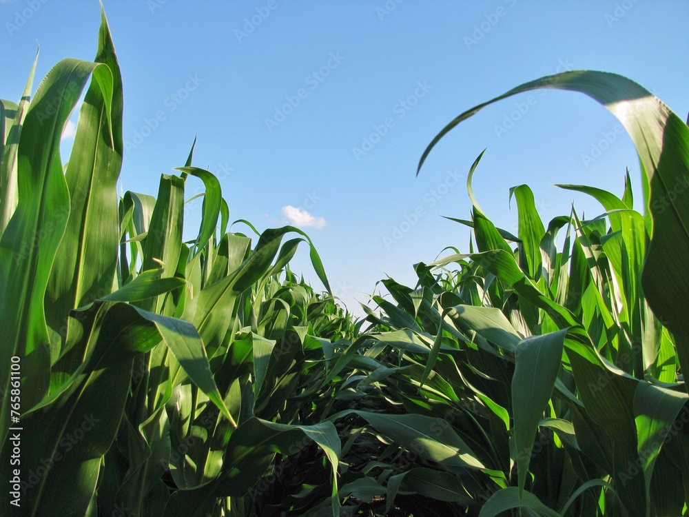 Wall mural corn field with blue sky