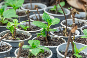 Many fresh green seedlings growing in flowerpot in greenhouse. Row of houseplants in garden center....