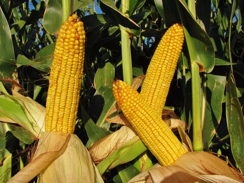 ears of corn