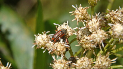 Red and black striped beetle on a cluster of white wildflowers in Cotacachi, Ecuador