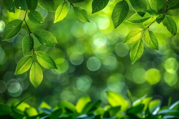 Fototapeta na wymiar Luminous green leaves contrast against a backdrop of soft bokeh light, creating a vibrant and peaceful natural scene.