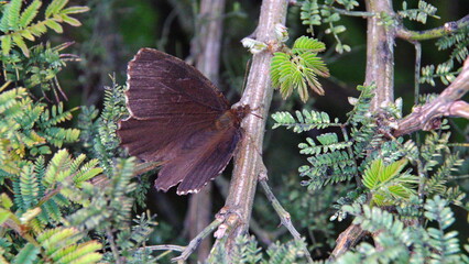 Brown skipper butterfly on a twig, in a field in Cotacachi, Ecuador