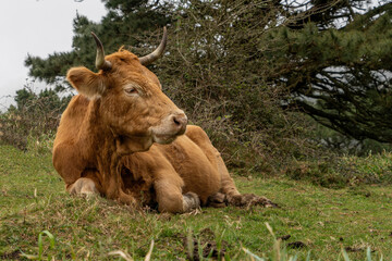 Cow in field, Northern Spain