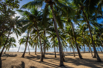 Fototapeta na wymiar Romantic Caribbean sandy beach with palm trees, turquoise sea. Morning landscape shot at sunrise at Plage de Bois Jolan, Guadeloupe, French Antilles