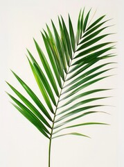 Detailed close up of a single palm leaf against a plain white background