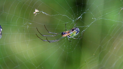 Orchard spider in a web in Cotacachi, Ecuador