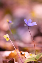 Fioletowe leśne kwiaty przylaszczki (Hepatica nobilis), rozmyte tł - obrazy, fototapety, plakaty