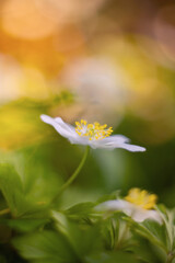 Białe kwiaty wiosenne, zawilec gajowego (Anemone nemorosa)	 - obrazy, fototapety, plakaty