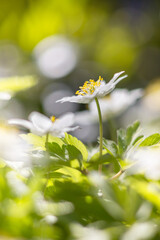 Białe kwiaty wiosenne, zawilec gajowego (Anemone nemorosa)  © anettastar