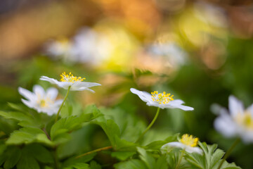 Białe kwiaty wiosenne, zawilec gajowego (Anemone nemorosa)  © anettastar