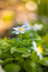 Białe kwiaty wiosenne, zawilec gajowego (Anemone nemorosa)	