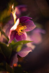 Kwiaty wiosenne. Różowe ciemierniki (Helleborus)  © anettastar