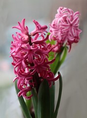 various multicolor flowers of hyacinth plants at sprring