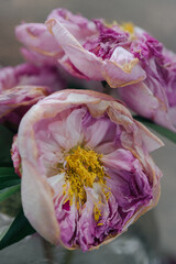 close up of a withered peony flower