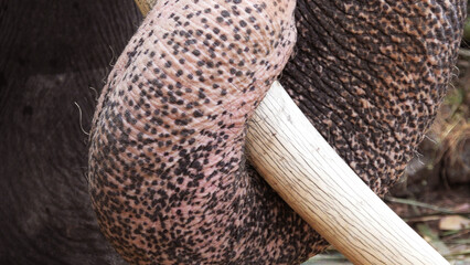 Closeup of elephant with trunk wrapped in tusks