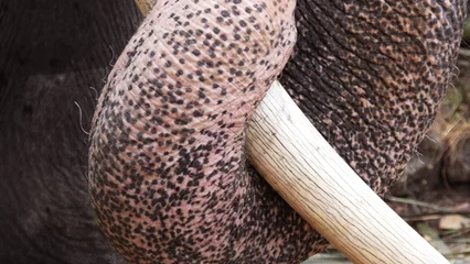 Foto op Aluminium Closeup of elephant with trunk wrapped in tusks © Reji VR
