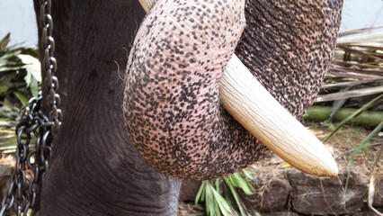Closeup of elephant with trunk wrapped in tusks