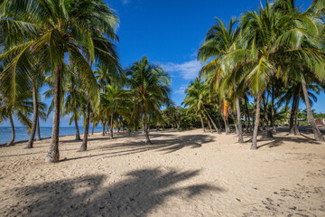 Romantic Caribbean sandy beach with palm trees, turquoise sea. Morning landscape shot at sunrise at Plage de Bois Jolan, Guadeloupe, French Antilles