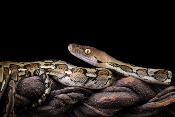 python reticulatus isolated on black, non-venomous snake	