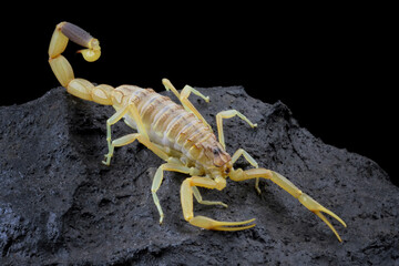 Deathstalker scorpion, High venomous scorpion on rock with black background
