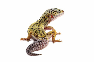 Fat-tailed geckos isolated on white, leopard gecko lizard, eublepharis macularius