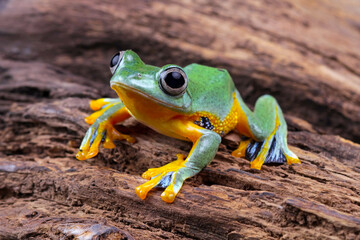 tree frog, java tree frog, flying frog sitting on a branch ( rhacophorus reinwardtii )	
