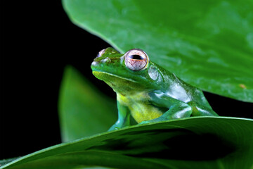 Rhacophorus dulitensis sitting on a leaves (zhangixalus dulitensis)	
