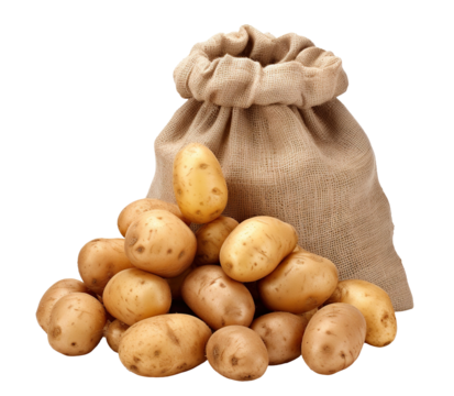Burlap sack overflowing with fresh harvested potatoes, cut out