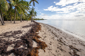 Romantic Caribbean sandy beach with palm trees, turquoise sea. Morning landscape shot at sunrise at...