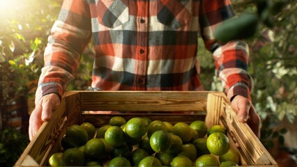 Closeup of Farmer Holding Wooden Crate with Limes.