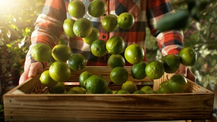 Closeup of Farmer Holding Wooden Crate with Falling Limes. - 765867567