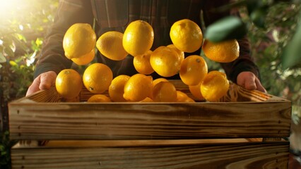 Closeup of Farmer Holding Wooden Crate with Falling Lemons.