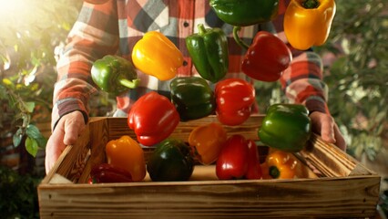 Closeup of Farmer Holding Wooden Crate with Falling Coloured Peppers.