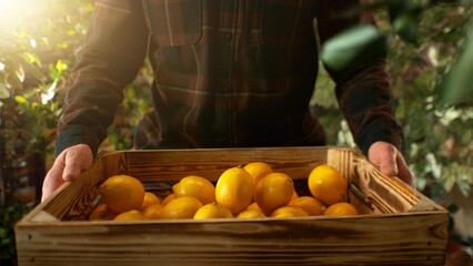 Closeup of Farmer Holding Wooden Crate with Lemons.