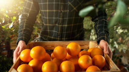 Closeup of Farmer Holding Wooden Crate with Oranges.